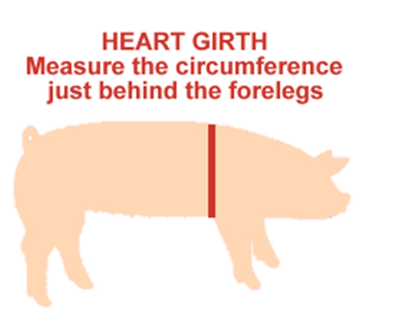 Weighing pigs without a scale? All you need is a tube to measure heart