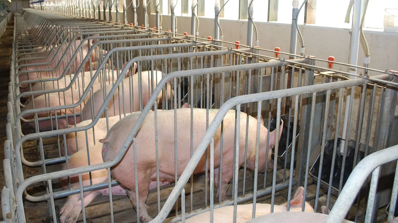Sow behavior and reproductive performance NPB Sows Gestation Feed