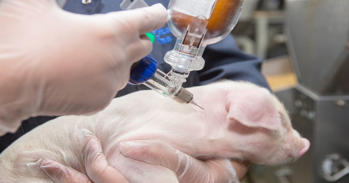 New IPIC swine vaccination guidelines a conversation starting point