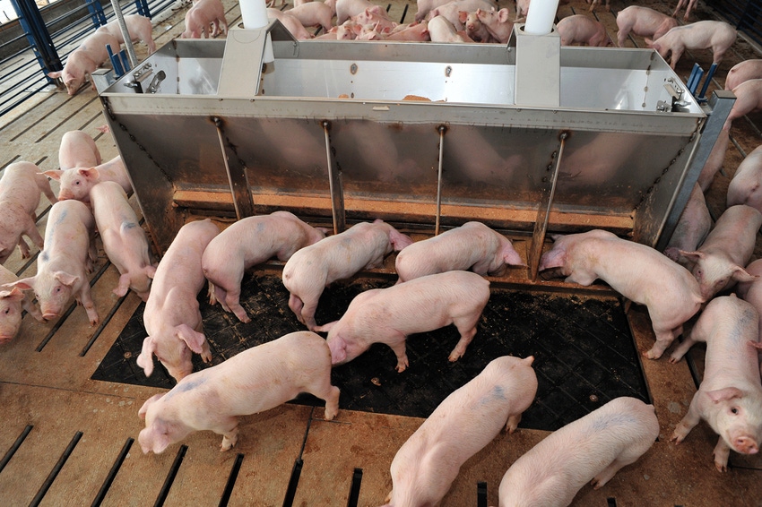 Pigs milling around a feeder Pigs milling around a feeder
