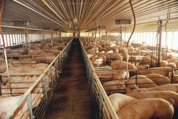 Opponents’ Claims of Excessive Antibiotic Use in Livestock Challenged