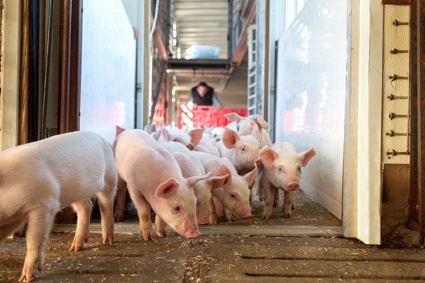 Real Pork – Pigs Being Unloaded Close-up .jpg Real Pork – Pigs Being Unloaded Close-up .jpg