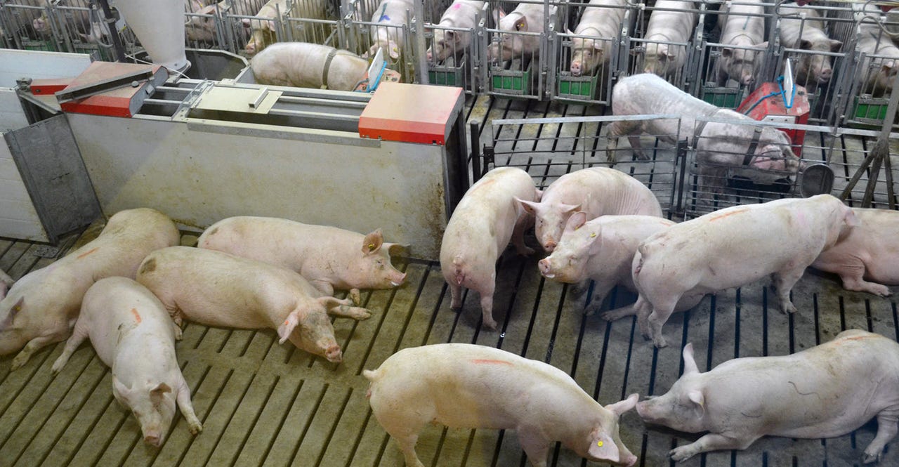 What is an electronic sow feeding station?