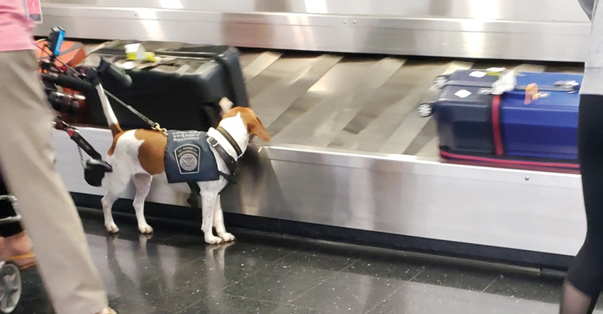 Beagle brigade Beagle brigade