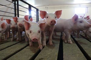 '60 Minutes' left out critical information in pork production story