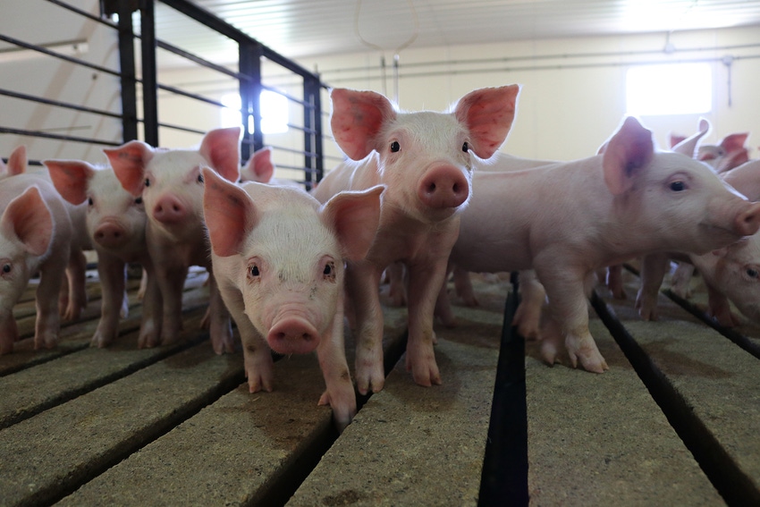 Vaccines decrease risk of influenza virus reassortment in pigs