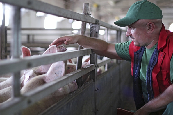 Factors associated with Salmonella prevalence in swine operations