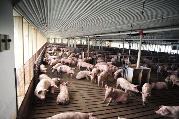 All sizes of family run hog farms important