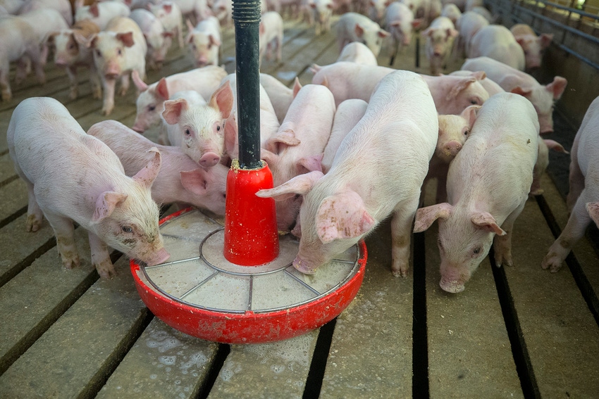 A new publication details the dose necessary to transmit the disease when pigs ingest virus-contaminated feed or liquid. A new publication details the dose necessary to transmit the disease when pigs ingest virus-contaminated feed or liquid.