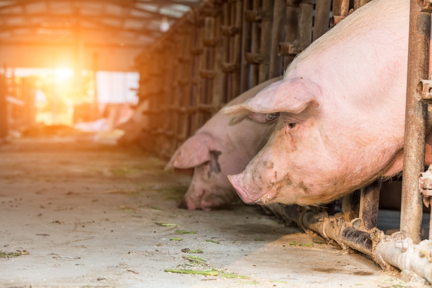 pigs on farm in China_zhaojiankang_iStock_Getty Images-700500398.jpg