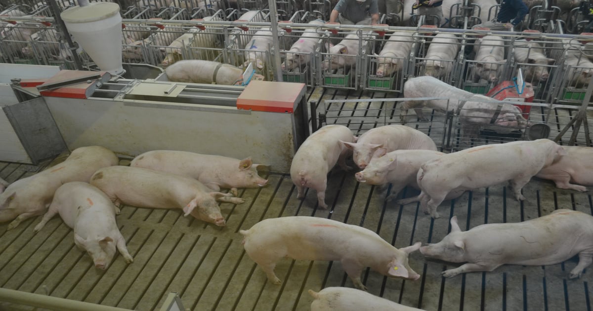 How to convert weekly farrowing groups to single batch breeding group