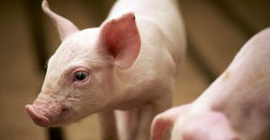 Six keys to promoting nursery pig health