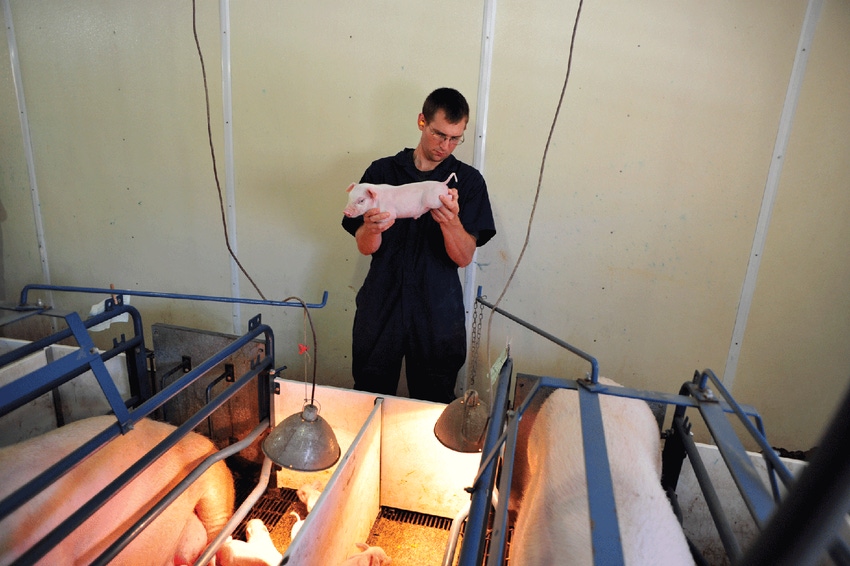 Samples are often collected during tail docking and castration, but tools used in these procedures have tested positive for P Samples are often collected during tail docking and castration, but tools used in these procedures have tested positive for P