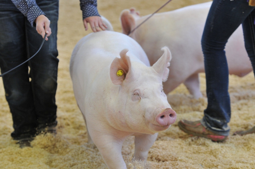 Bacon Buddies pig show planned for Iowa State Fair Bacon Buddies pig show planned for Iowa State Fair