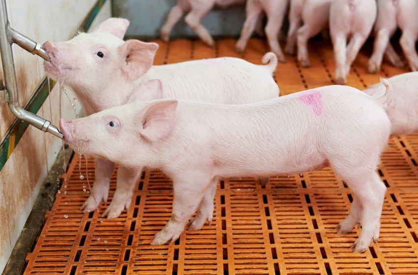 New smartphone app brings piglet vaccination to another level