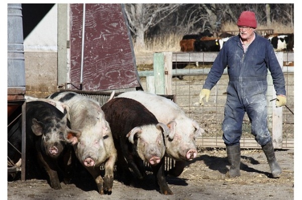 USDA Grants Enable Pork Producer to Meet Demand