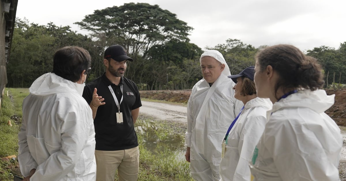 FAO, USDA unite to fight African swine fever in the Dominican Republic