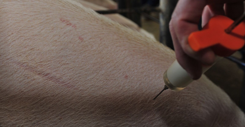 Intramuscular injection of a pig