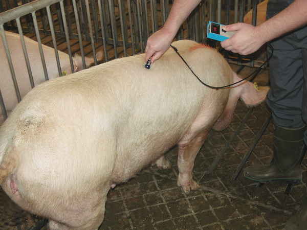 Swine Backfat Thickness Ultrasound Measurement