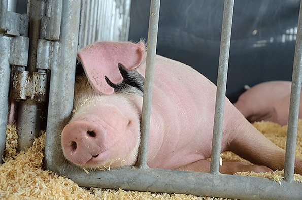 World Pork Expo is one-stop destination for pork producers