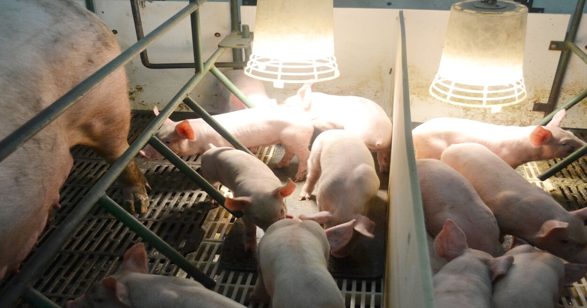 Selecting and managing microclimates for newborn piglets