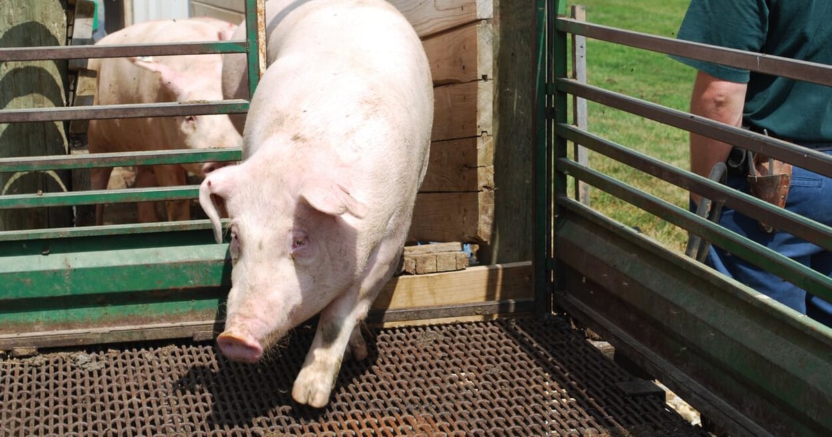 Loading and transporting heavyweight hogs in summer heat