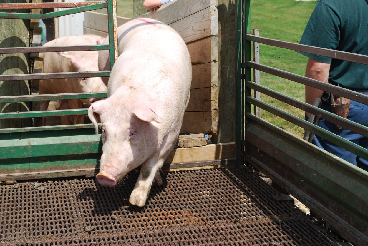 Loading and transporting heavyweight hogs in summer heat