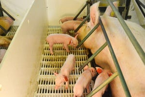 Reducing sow feed cost – gilt size matters