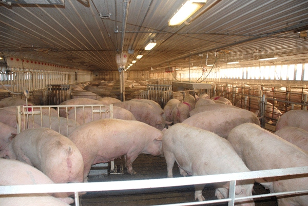 Group Sow Housing: Practical Considerations Group Sow Housing: Practical Considerations