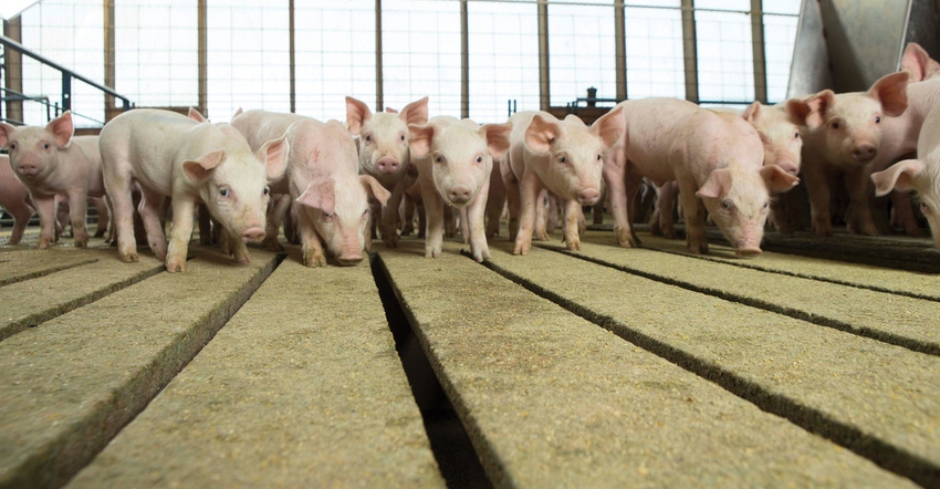 Besides the quantity of fat fed, the fat source may also affect piglet survival.