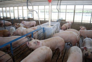 June survey finds more hogs than expected