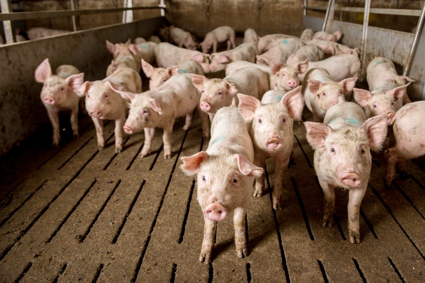 Potential of fecal metabolites as biomarkers for pig health