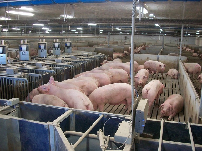 Prairie Swine Centre Launches Sow Housing Project