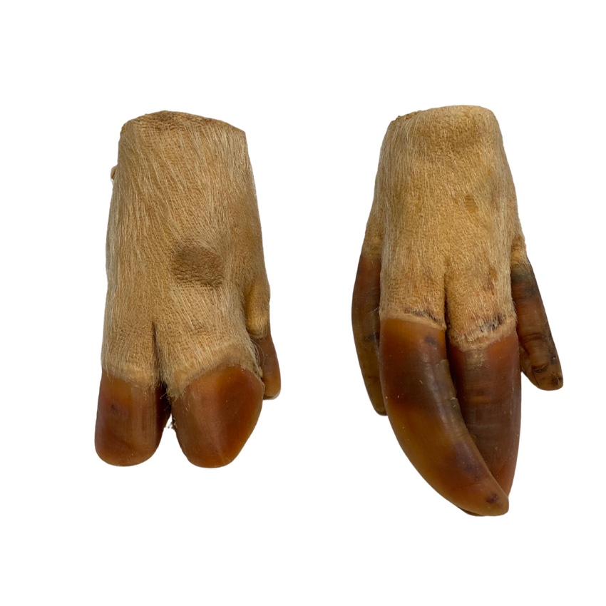 sow leg and feet.png sow leg and feet.png