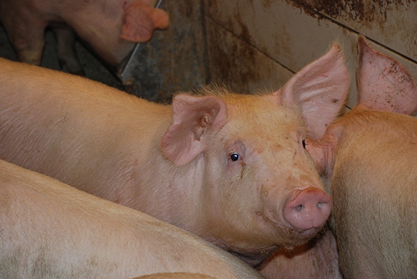 Livestock Disaster Payments to 106,000 Producers Livestock Disaster Payments to 106,000 Producers