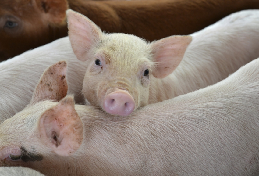 Soy protein concentrate can replace animal proteins in weanling pig diets