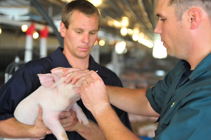 Certified Swine Sample Collectors will be key during an FAD outbreak
