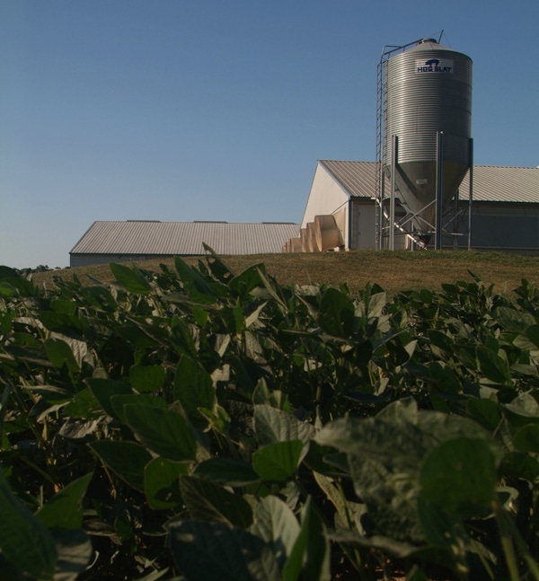 Crop Prices Dip, Livestock Prices Climb in Illinois Forecast