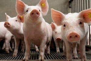 Susceptibility of pigs to experimental SARS-CoV-2 infection explored