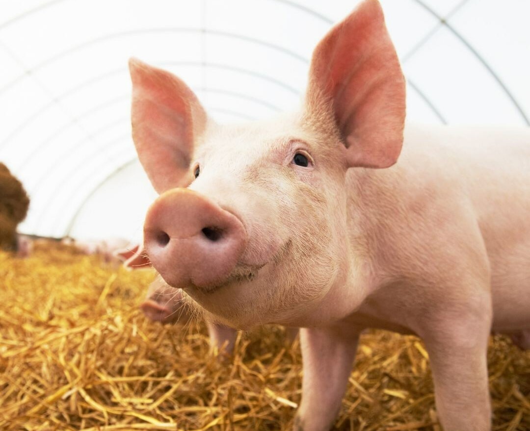 Hog Reproduction recent news | page 2 of 15 | National Hog Farmer