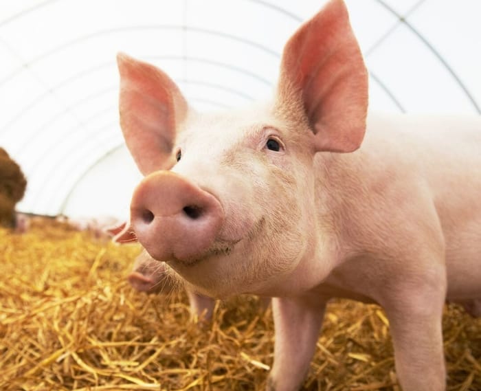 Hog Reproduction recent news | page 2 of 15 | National Hog Farmer