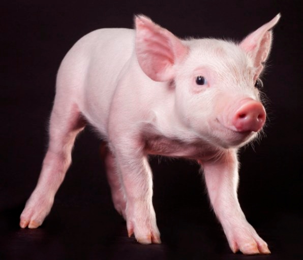 PRRS-resistant pigs: a genetic showstopper