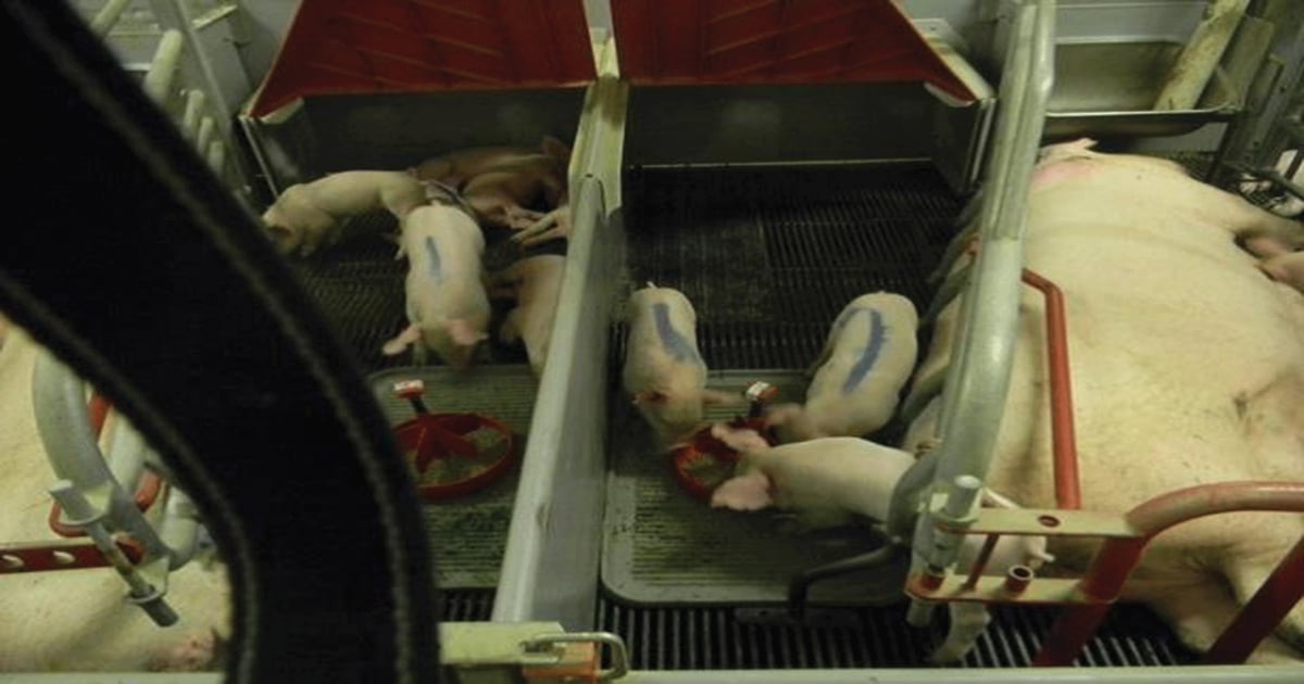 Creep feeding can aid post-weaning feed intake and piglet growth