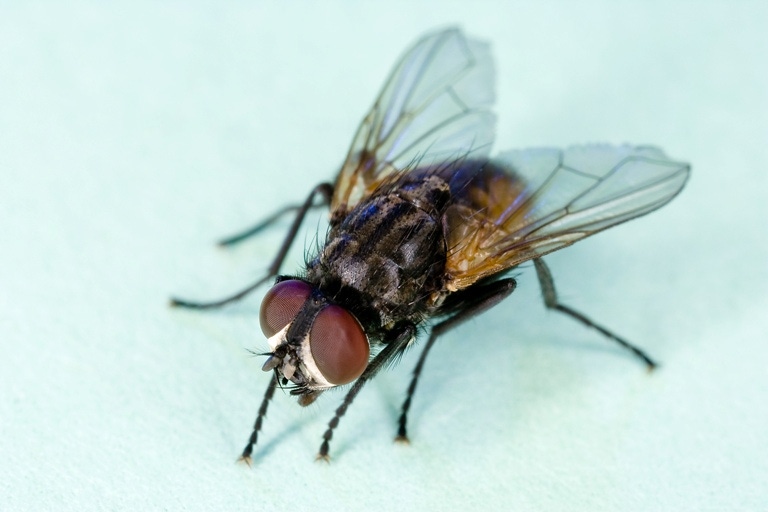 Scientists Develop Virus to Prevent House Flies from Reproducing