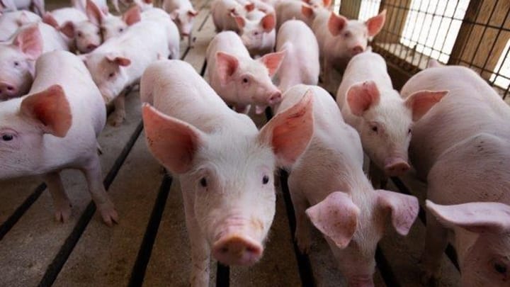 pigs sized