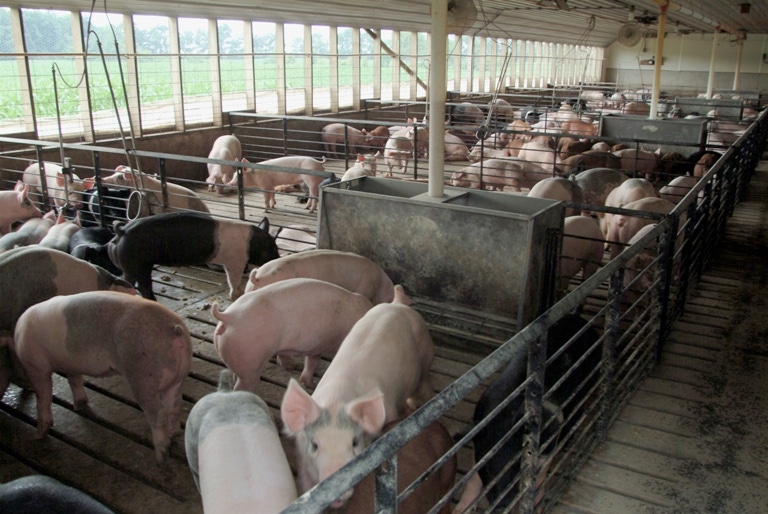 USDA Surveys Producers for Hog Inventory