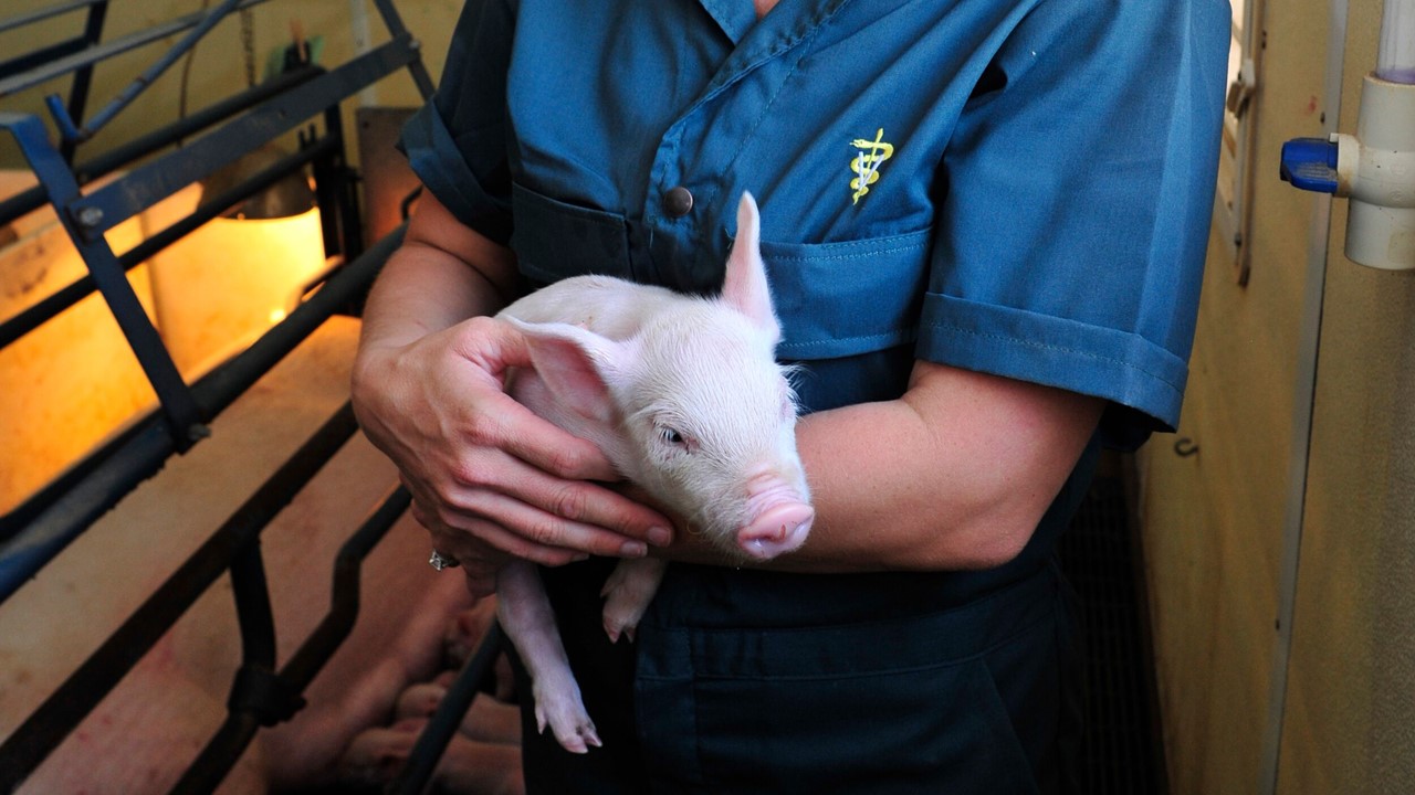 NPB Caregiver Holding a Piglet Veterinarian