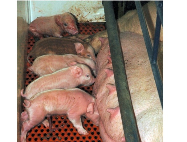 Improving Piglet Survival Can Lead to Producer Payoff