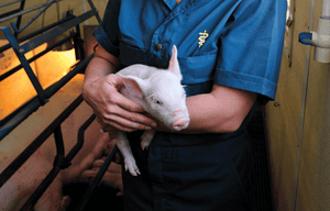 piglet being held
