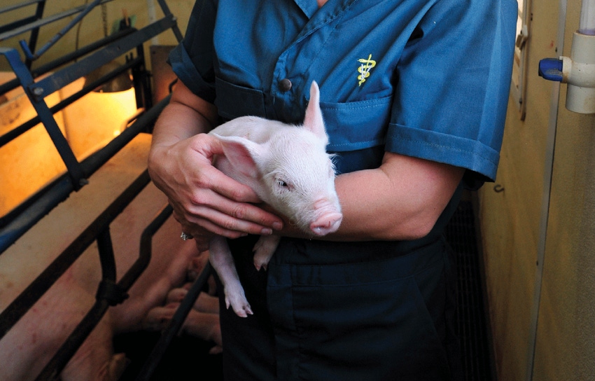 piglet being held
